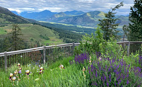 Meadow and mountains